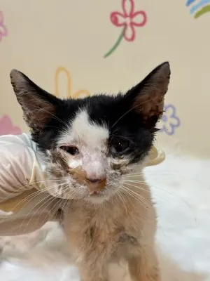 믹스묘 · 00194, 가족을 기다리는 고양이