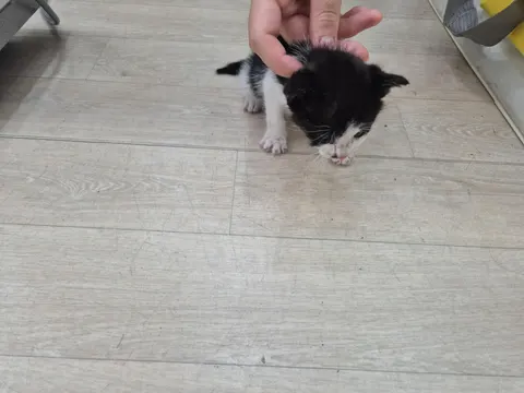 믹스묘 · 00510, 가족을 기다리는 고양이