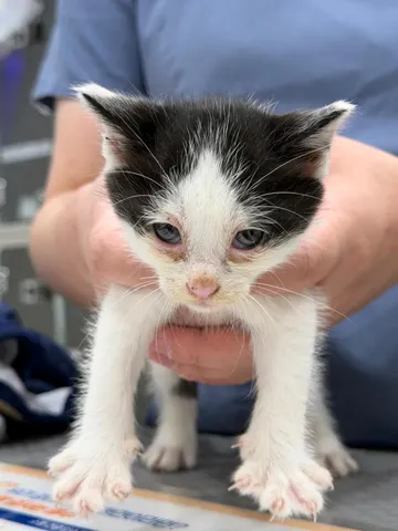 한국 고양이 · 00367, 가족을 기다리는 고양이