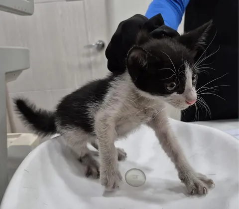 한국 고양이 · 00505, 가족을 기다리는 고양이