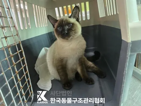 샴 · 00655, 가족을 기다리는 고양이