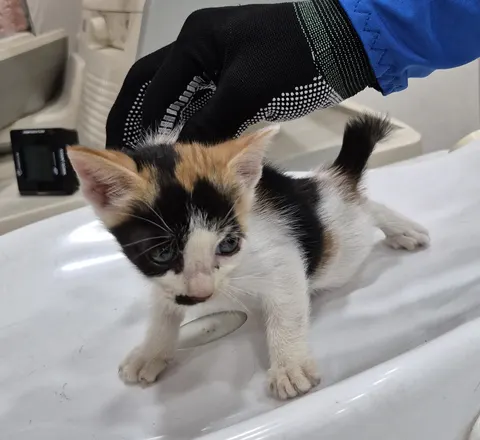 한국 고양이 · 00516, 가족을 기다리는 고양이
