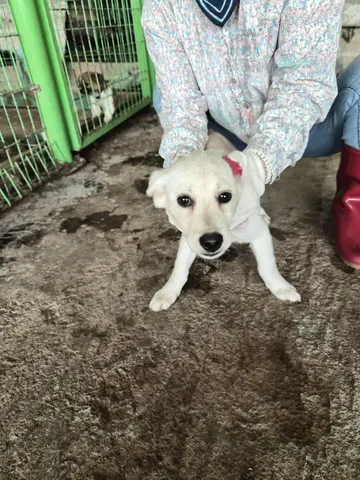 믹스견 · 00057, 가족을 기다리는 강아지