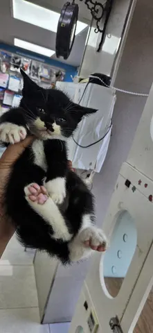 한국 고양이 · 00175, 가족을 기다리는 고양이