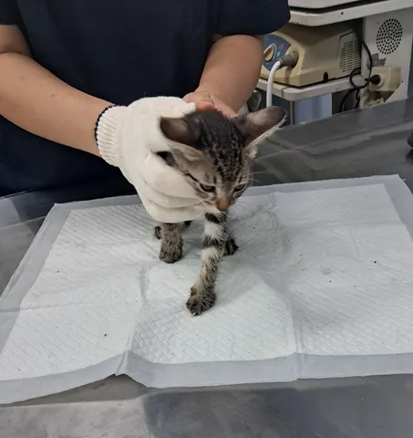 한국 고양이 · 00338, 가족을 기다리는 고양이