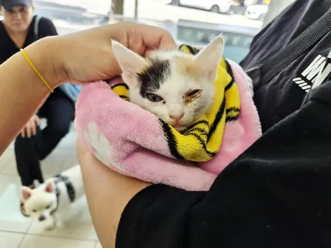 한국 고양이 · 00115, 가족을 기다리는 고양이