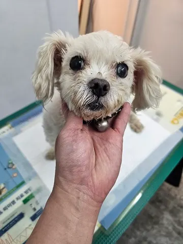 기타 · 00259, 가족을 기다리는 강아지