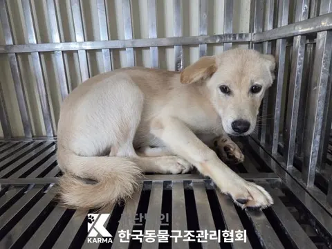 믹스견 · 00635, 가족을 기다리는 강아지