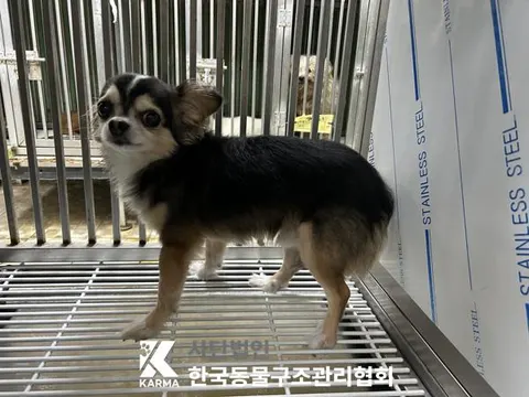 치와와 · 00187, 가족을 기다리는 강아지