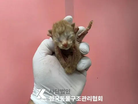 한국 고양이 · 00615, 가족을 기다리는 고양이