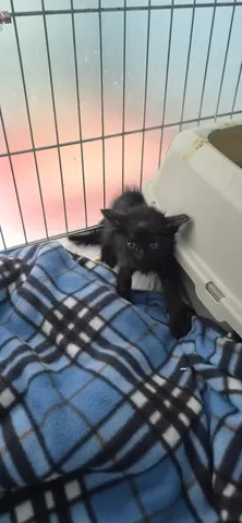 한국 고양이 · 01213, 가족을 기다리는 고양이