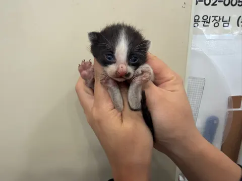 한국 고양이 · 00122, 가족을 기다리는 고양이