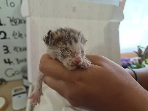 한국 고양이 · 00571, 가족을 기다리는 고양이