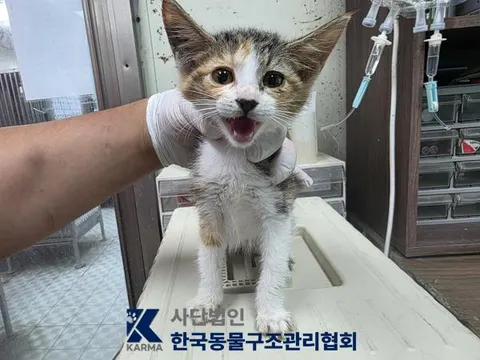 한국 고양이 · 00166, 가족을 기다리는 고양이