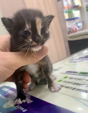 한국 고양이 · 00390, 가족을 기다리는 고양이