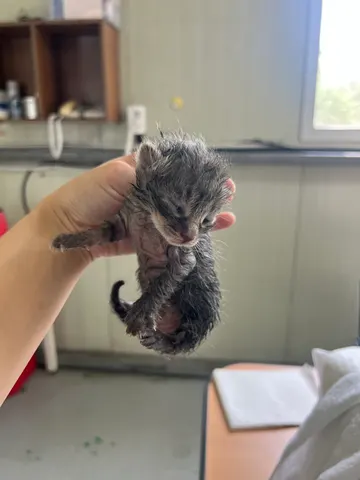 한국 고양이 · 00287, 가족을 기다리는 고양이