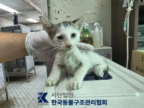 한국 고양이 · 00092, 가족을 기다리는 고양이