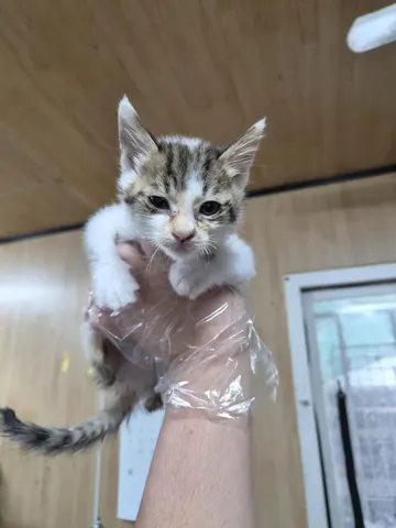 한국 고양이 · 00261, 가족을 기다리는 고양이