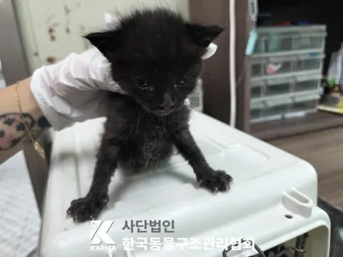 한국 고양이 · 00622, 가족을 기다리는 고양이