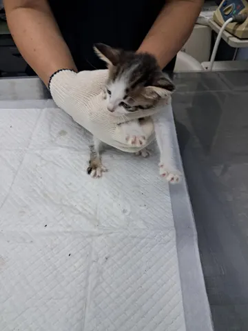 한국 고양이 · 00342, 가족을 기다리는 고양이