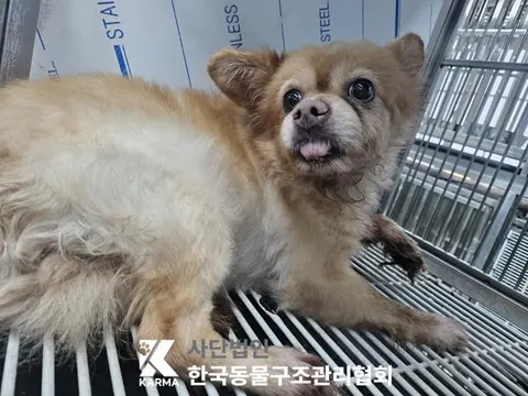 믹스견 · 00157, 가족을 기다리는 강아지