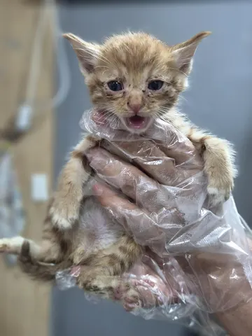 한국 고양이 · 00285, 가족을 기다리는 고양이