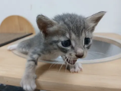 한국 고양이 · 00292, 가족을 기다리는 고양이
