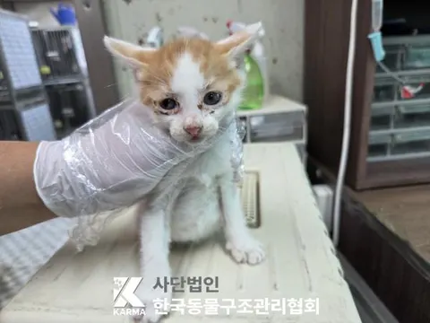 한국 고양이 · 00179, 가족을 기다리는 고양이