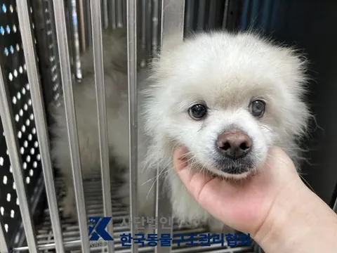 포메라니안 · 00364, 가족을 기다리는 강아지