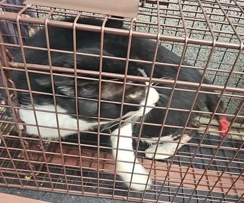 한국 고양이 · 00366, 가족을 기다리는 고양이