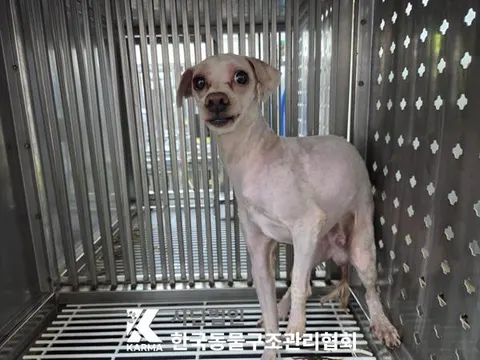 믹스견 · 00169, 가족을 기다리는 강아지