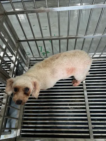 푸들 · 00339, 가족을 기다리는 강아지