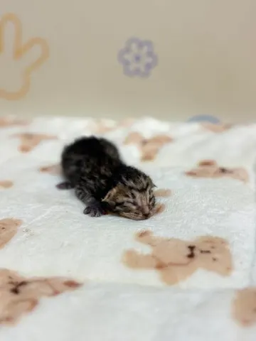 믹스묘 · 00205, 가족을 기다리는 고양이