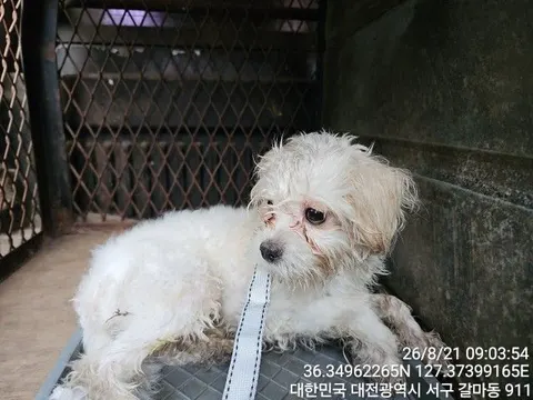 말티즈 · 00210, 가족을 기다리는 강아지