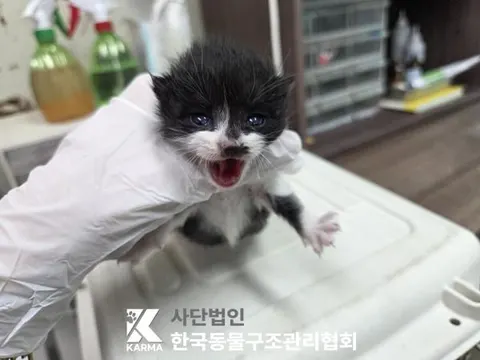 한국 고양이 · 00677, 가족을 기다리는 고양이