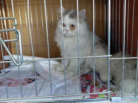 페르시안 · 00750, 가족을 기다리는 고양이