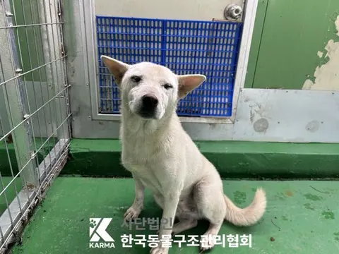 믹스견 · 00581, 가족을 기다리는 강아지
