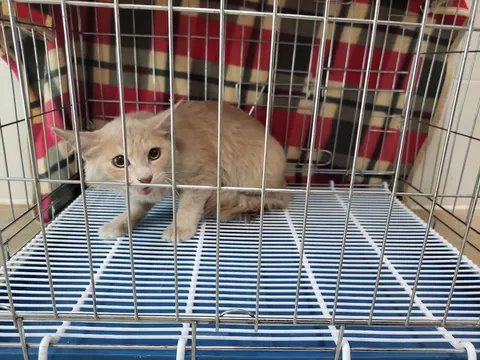 기타 · 00617, 가족을 기다리는 고양이