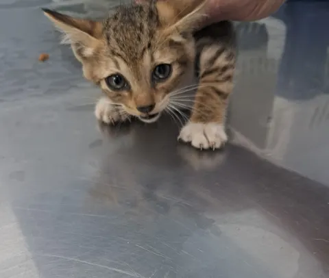 한국 고양이 · 00273, 가족을 기다리는 고양이
