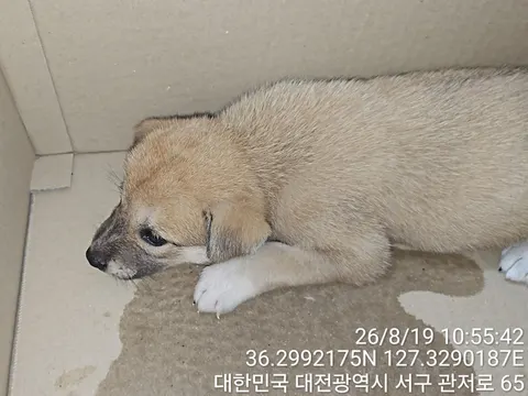 믹스견 · 00207, 가족을 기다리는 강아지