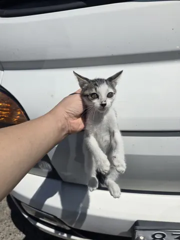 한국 고양이 · 00379, 가족을 기다리는 고양이