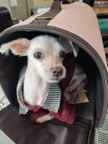 말티즈 · 00456, 가족을 기다리는 강아지