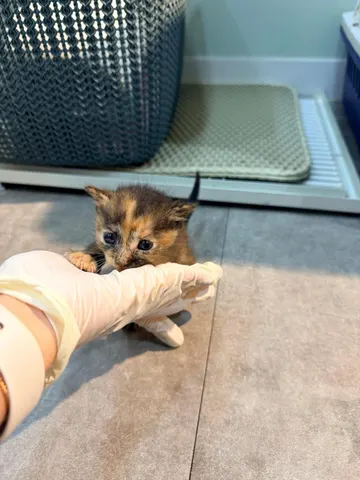 한국 고양이 · 00238, 가족을 기다리는 고양이