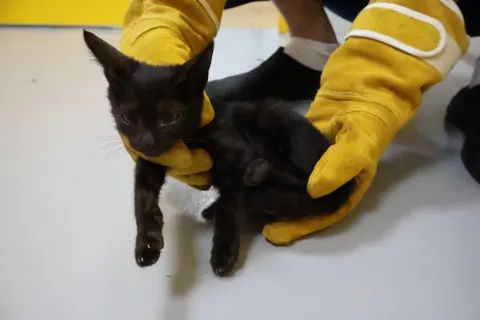 한국 고양이 · 02138, 가족을 기다리는 고양이