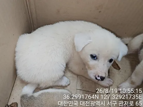 믹스견 · 00204, 가족을 기다리는 강아지