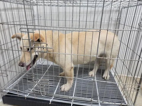 믹스견 · 00530, 가족을 기다리는 강아지