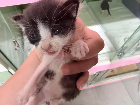한국 고양이 · 00068, 가족을 기다리는 고양이