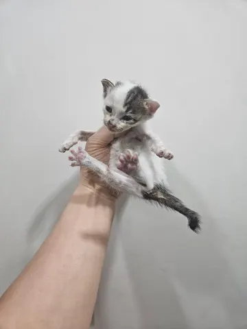 한국 고양이 · 00448, 가족을 기다리는 고양이