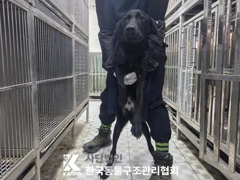 라브라도 리트리버 · 00194, 가족을 기다리는 강아지