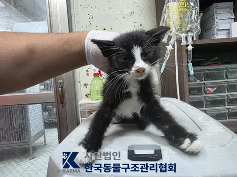 한국 고양이 · 00128, 가족을 기다리는 고양이